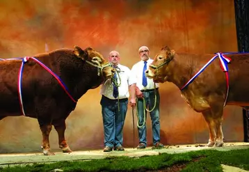 Les champions mâle, Verdi, et femelle, Verte, du concours Limousin.