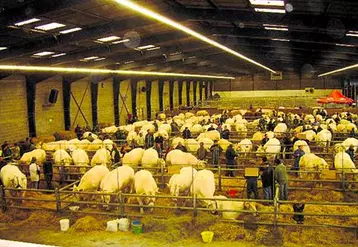 La vitrine des éleveurs charolais.