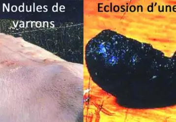 Une mouche peut pondre de 500 à 1 000 œufs sur un rayon de 5 à 6 km. Cela implique une surveillance rigoureuse du dos des bovins entre le 15 mai et le 30 juin. A la moindre suspicion de présence de varrons, avertissez votre vétérinaire qui, en cas de confirmation, mettra en place un traitement curatif. Le traitement rapide des bovins varronnés représente un acte de prophylaxie d’abord d’intérêt individuel pour son troupeau mais aussi collectif pour les élevages de la région ...