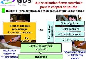 GDS France a demandé au niveau national de pouvoir reconnaître la vaccination du cheptel souche par l’éleveur. Celle-ci entrerait dans le schéma appliqué du bilan sanitaire et du protocole de soin, complété par un enregistrement des vaccinations par les GDS afin que la DDSV  puisse établir des certificats aux échanges.