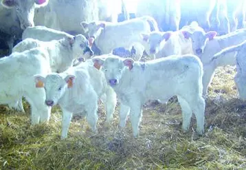 Une ribambelle de veaux de Ramses nés avant Noël au Gaec Ferrandon.