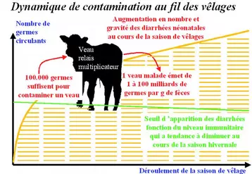 Au fur et à mesure de la saison de vêlages, on observe deux phénomènes qui vont favoriser la progression du nombre et de la gravité des diarrhées. D’une part, une baisse de la qualité du colostrum qui implique une baisse du niveau de défenses immunitaires du veau et, d’autre part, une augmentation de la contamination du milieu, les veaux étant d’excellents relais multiplicateurs des agents pathogènes présents.