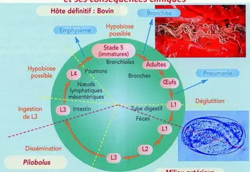 La phase extérieure du cycle est rapide, il faut de 4 à 7 jours, en fonction des conditions de température et d'humidité, pour passer du stade L1 au stade L3.