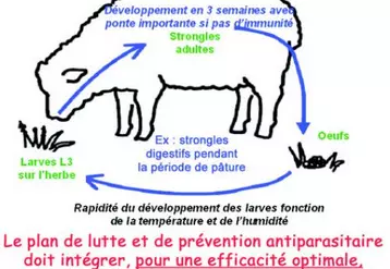Le plan de lutte et de prévention antiparaistaire doit intégrer, pour une efficacité optimale, la relation "hôte - parasite - environnement".