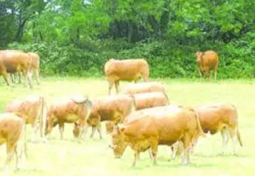 L'offre de bovins de boucherie dépasse, depuis l'été en Limousin comme en France, celle de 2009.