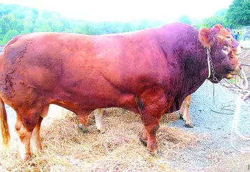 Chaque éleveur de la zone du Gie France Limousin Testage peut débuter les IA de testage comme traditionnellement depuis la mi-décembre.