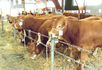 Les concours ont été un succès avec la présence de 33 élevages  provenant du Limousin, de l'Indre et du Cantal (2).