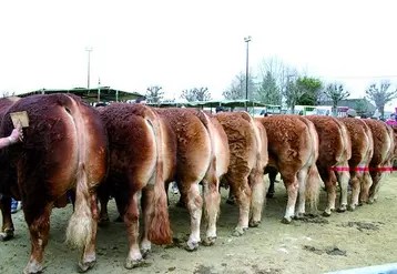 A l’image de ce magnifique lot d’ensemble composé de Beke (RJ), Cluny, Anamite, Vertue, Avocette, Chouchoute, Duchesse et Charmante, le Gaec Pimpin Frères a marqué le concours de son empreinte.