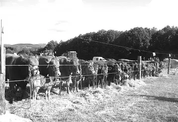 Quasiment pas un des animaux de ferme n'était oublié, avec les bovins bien entendu.