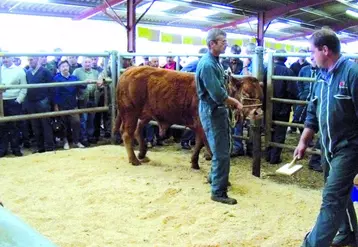 Tout au long de la vente de la vingtaine des veaux à haut potentiel génétique, les acheteurs furent attentifs à la présentation des animaux.