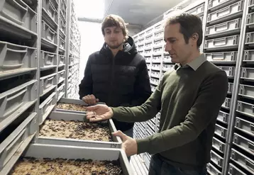 Rémy Petoton et Sébastien Crépieux devant les caisses contenant les insectes adultes « reproducteurs » qui donneront naissance aux larves.