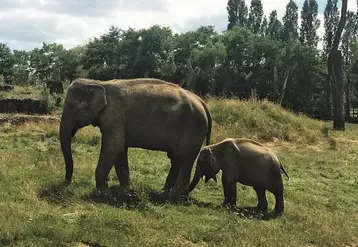 Les éléphants d’Asie vivent en harde pouvant contenir jusqu’à 20 individus, cette harde est composée de femelles et de jeunes non sevrés. En effet les mâles vivent souvent seuls ou en petits groupes.