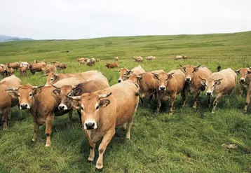 Sur fond de recul de la production, les prix de la viande bovine ont flambé de 8 % en 2021. Des hausses insuffisantes pour compenser l’augmentation des coûts de production… mais qui restent difficiles à faire passer à l’aval de la filière.