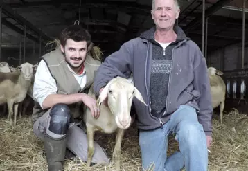 Maël Blanc et son père conduisent un troupeau de brebis laitières.