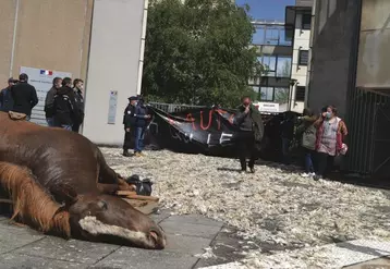 FDSEA et JA sont venus déposer le cadavre d'une jument attaquée à Vezins de Lévézou par les vautours devant la DDT.