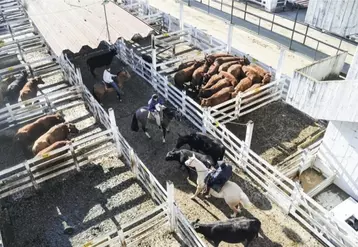 Les éleveurs argentins ont annoncé la fin de la grève du négoce de bétail, après quatorze jours de conflit. Mais cette trêve paraît bien fragile au vu de l'intransigeance des deux parties. Le gouvernement reste inflexible, arguant la défense du pouvoir d'achat, à quelques mois des élections législatives. L'union syndicale agricole menace de la reconduire dès le lundi 7 juin en y incluant l'arrêt des ventes de grains.