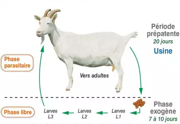 Les parasites se retrouvent sous forme d’œufs dans les fèces et évoluent en larves. Celles-ci peuvent survivre plusieurs mois et se trouvent sur les brins d’herbe. Une fois ingérées par l’animal, elles atteignent le stade adulte (pontes d’œufs) en 20 jours environ.