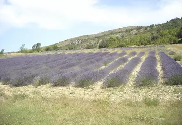 Un champ de lavandin grosso cultivé en bio dans la ferme expérimentale du conseil départemental et de la chambre d’agriculture de la Drôme visité lors d’une formation en juillet 2016.