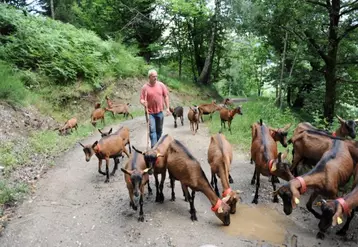 Denys Olivero, éleveur de chèvres bio à Cassagnas, participera pour la première fois à la foire avec ses fromages.