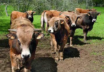 Sur le premier semestre, les exportations de bovins maigres français vers l’Italie reprennent par rapport à l’année précédente.