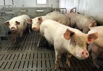 Dans le Massif central, en particulier dans le nord et l'est, plus de la moitié des porcs charcutiers sont produits par des sites n'ayant pas de truies.
