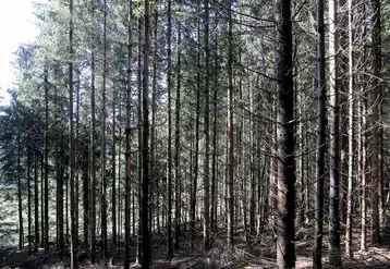 Le département santé des forêts vient de livrer ses conclusions quant à l'enquête de suivi des plantations de l'année écoulée. 2022 est la plus mauvaise année en terme de reprise des plantations forestières depuis 2007. Et la Lozère n'échappe pas à ce terrible constat.