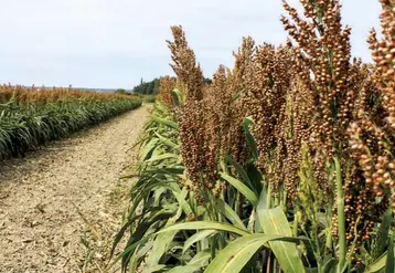 Le sorgho est une plante herbacée annuelle de la famille des poaceae (graminées). Le sorgho est la cinquième céréale mondiale, après le maïs, le riz, le blé et l’orge.