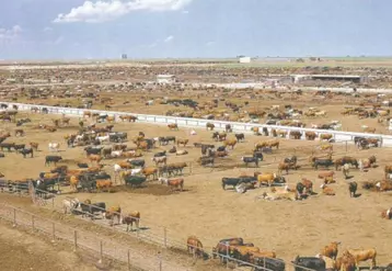 Les feedlots brésiliens, ou usine à viande, dont les standards de production n'ont rien à voir avec le modèle d'élevage français.