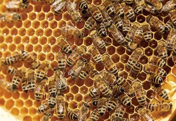 Améliorer l'étiquetage des mélanges de miel, renforcer la traçabilité et les méthodes d'analyse et, enfin, mener des contrôles systématiques des importations de pays tiers. Telles sont les demandes des organisations et coopératives agricoles de l'UE pour faire face aux fraudes pratiquées dans les miels importés alors que la Commission européenne prépare une révision de la directive Miel.