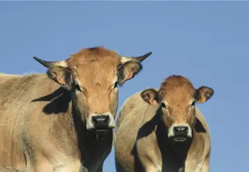 Les éleveurs du berceau des races à viande, réunis à Clermont-Ferrand, attendent des réponses concrètes du ministre de l'Agriculture lors de sa visite au Sommet.