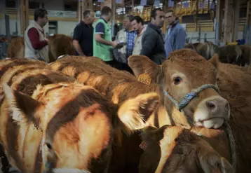 Retraité ou en exercice, le jury connaît l’importance de ces concours pour les 23 éleveurs présents : valoriser les animaux auprès des acheteurs et se situer par rapport aux collègues.