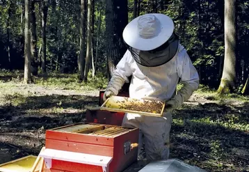 Confrontée à des difficultés d’écoulement de sa production et à des problématiques sanitaires récurrentes, la filière apicole française souffre malgré des miels d’une grande qualité. Le point sur les enjeux du secteur avec les représentants syndicaux et ceux de l’interprofession apicole.