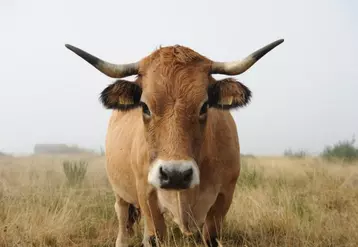 La tête d'une des vaches de Thierry Roumejon