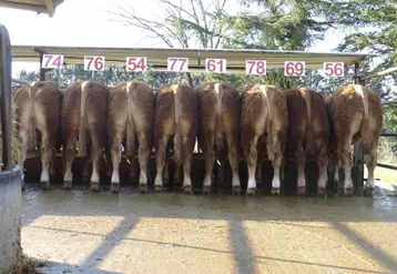 Cette vente mettra en marché 47 taureaux nés du 4 novembre 2015 au 26 janvier 2016.