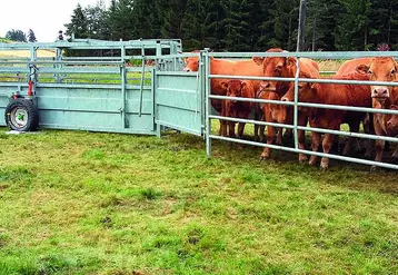 Le parc d’attente permet de rassembler les animaux avant manipulation. Pour manipuler vos bovins en sécurité, optez pour la contention mobile.
