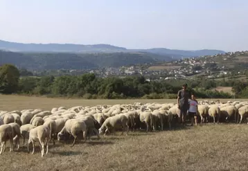 Baptiste Barrere s'est installé en 2016 en ovins viande sur la commune de Chirac.
