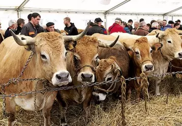 Samedi 25 mars, la traditionnelle foire grasse de Langogne a eu lieu sur le pré de foire. Les agriculteurs et les curieux étaient venus nombreux admirer les bêtes exposées.