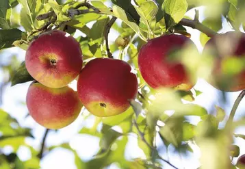 Les 30 000 tonnes de pommes utilisées par Charles & Alice proviennent toutes désormais de vergers écoresponsables.