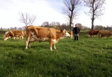 Thierry Grousset, gagnant du trophée Technilait, au milieu de son troupeau de Simmental.