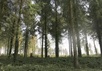 Les forêts d'épicéa sont de plus en plus clairsemées en raison des multiples sécheresses et tempêtes.