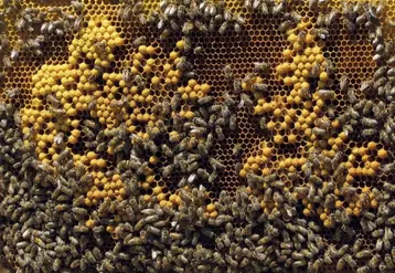 Lors de la sixième édition de la remise du label Apicité le 15 novembre à Paris, la commune de Vialas a obtenu sa deuxième abeille, « démarche remarquable ».