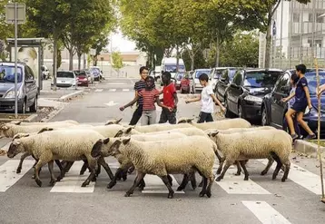 Selon la Bergerie urbaine, le passage et la présence des moutons favorisent des ambiances originales et chaleureuses dans les espaces urbains.