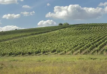 « On voit bien qu’il faut travailler à une autre échelle de temps mais il faut aussi une échelle spatiale plus petite, jusqu’à celle de la parcelle de vigne par exemple », estime Nathalie Ollat, qui coordonne le projet Laccave et participe à Defi.