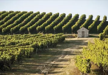Petit vignoble du Massif central, le Saint-Pourçain compte quelque 600 hectares de vignes dont les trois quarts chez les membres de l'Union des vignerons de Saint-Pourçain.