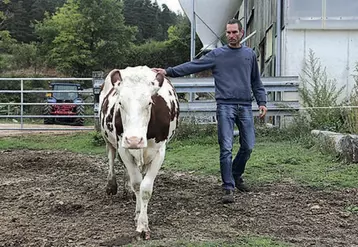 Dimanche prochain, Fabrice Perrier présentera une génisse, Manuelle et une vache, Ginette.