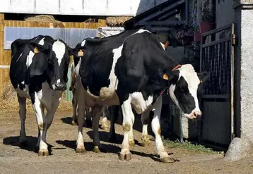 Le trophée Technilait a de nouveau récompensé les éleveurs laitiers dans les cinq races présentes sur le territoire : Prim'Holstein, Brunes, Montbéliardes, Abondance et Tarentaises, Simmental. Portrait cette semaine des lauréats en Prim'Holstein.