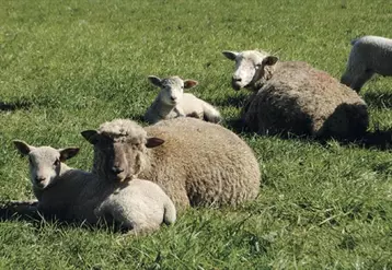 Le temps doux et humide favorise le mal blanc chez les jeunes agneaux.