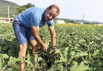 Alain Mounier, à Charmes-sur-Rhône, produits des légumes destinés à la « baby food ».