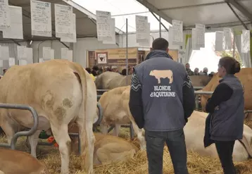 La race blonde d’Aquitaine reviendra en concours national au Sommet de l’élevage en 2019.