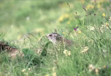 Réintroduite en 1989, la marmotte a étendu son aire de jeu sur tout le massif cantalien.